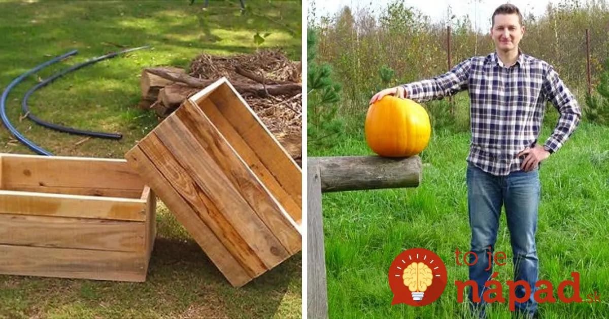 Muž sa rozhodol po prvýkrát pestovať tekvicu vo svojej záhrade: Čo vymyslel, teraz velebia všetci susedia a budete aj vy!