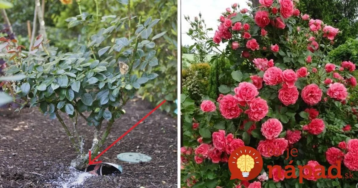 Chcete tie najkrajšie ruže v okolí? Pestovateľka odporúča úžasne jednoduchý tip, podľa nej funguje ako malý zázrak!