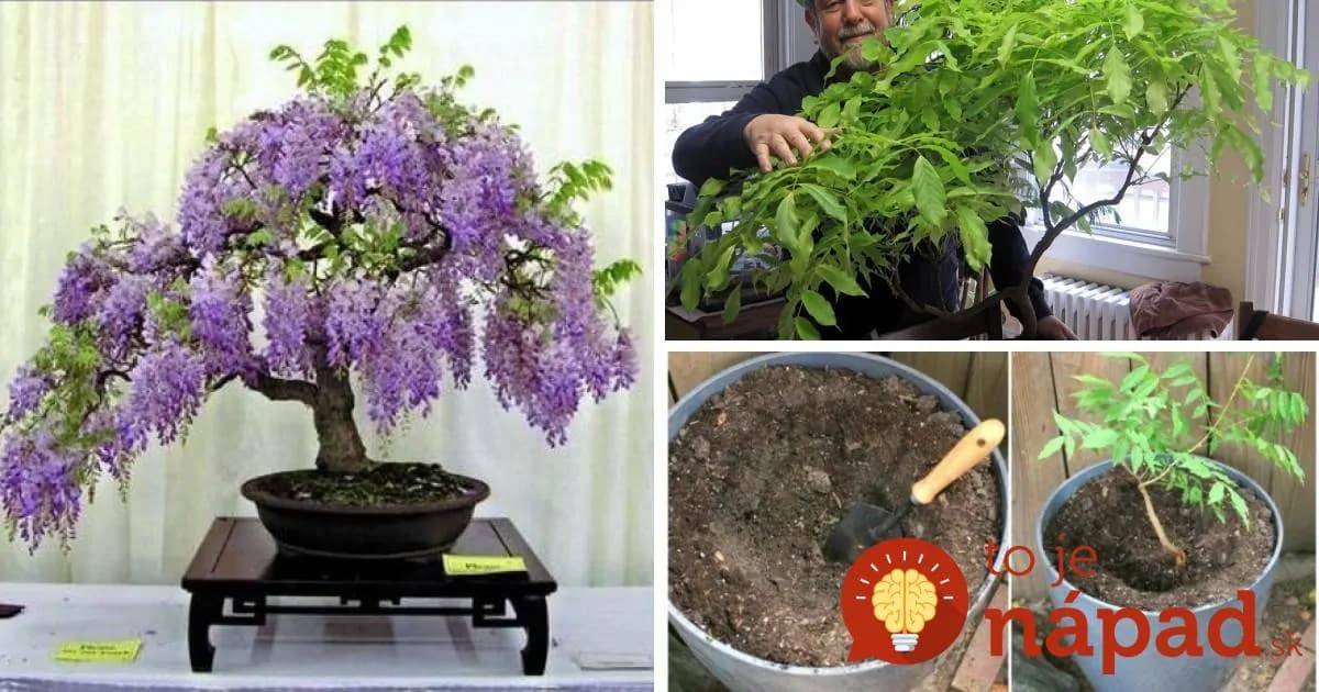 Bude najkrajšou ozdobou vašej terasy a balkóna: Vypestujte si nádhernú vistéru v črepníku!