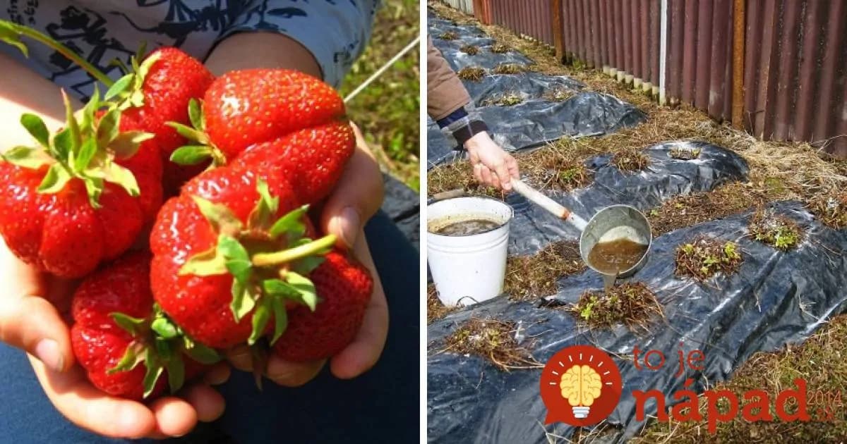 Chcete bohatú úrodu jahôd? Dajte im tento elixír života z kuchyne a odvďačia sa vám záplavou veľkých plodov!