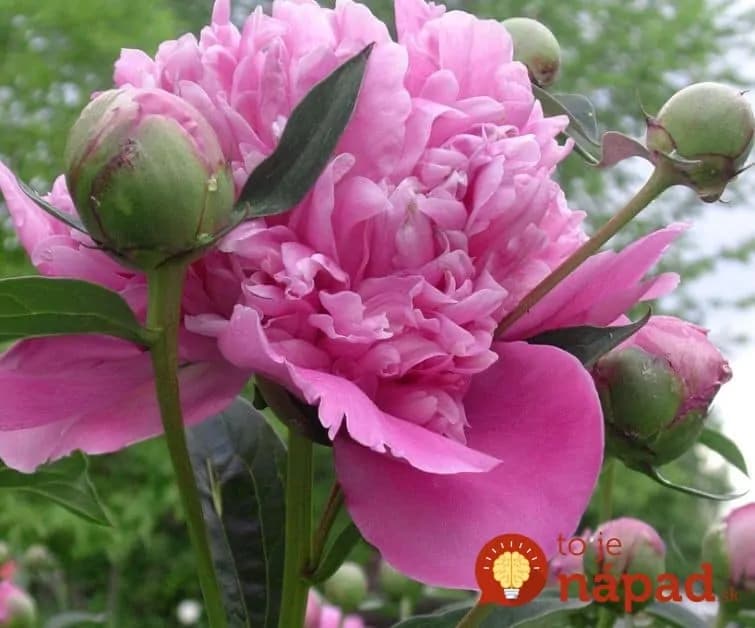 Čo znamnenajú mravce na pivonkách?