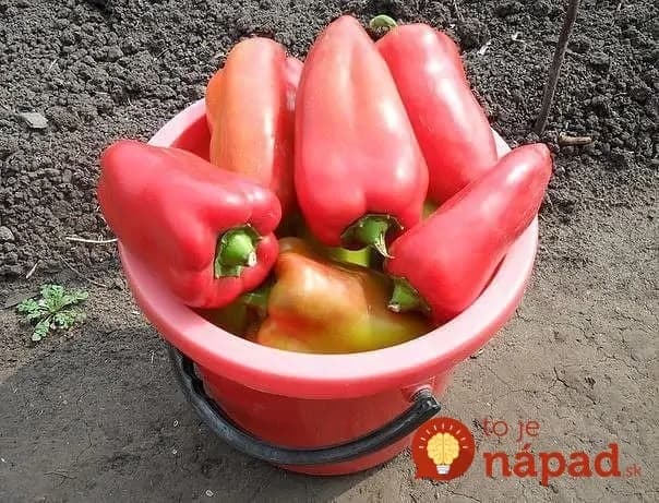 Túžite po najbohatšej úrode obrovských mäsitých paprík v celom okrese? Zlepšovák, s ktorým to dokáže každý!