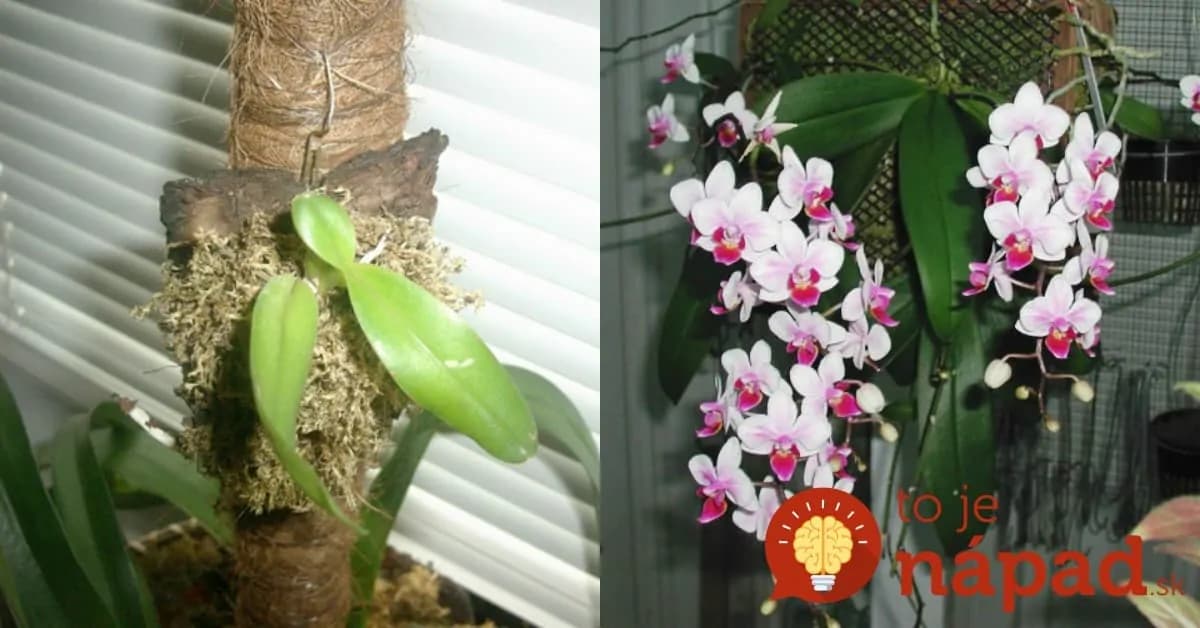 Orchidea jej chradla pred očami: Pestovateľ poradil tejto žene jednoduchý trik, ako ju zachrániť a získať krásnu ozdobu na balkón!