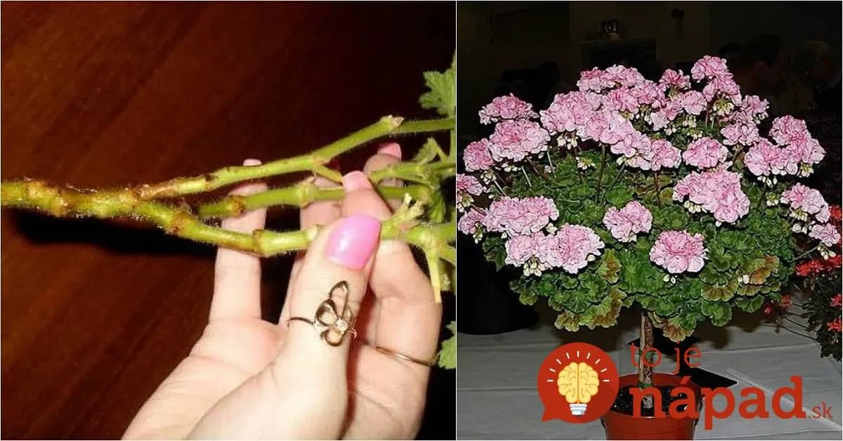 Ako sa na jar postarať o muškáty: Dodržte tieto pravidlá a prebudia sa do krásy!