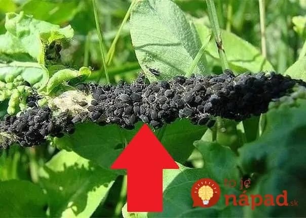 Toto zlikviduje vošky, roztoče aj molice na celú sezónu: Overené finty slovenských pestovateľov proti obávanej záhradnej hávedi!