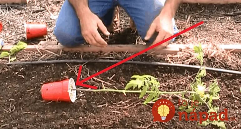 Profesionálny pestovateľ uložil priesady paradajok na zem „bokom“: Vďaka tomuto budete bohatšiu úrodu ako kedykoľvek predtým!