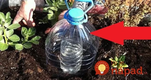 Geniálny pomocník do záhrady: Tento trik vám ušetrí množstvo vody a rastlinky porastú ako divé!