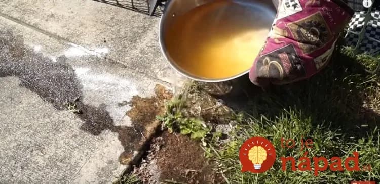 Sezóna mravcov je tu: Pripravte im pascu, do ktorej sa budú sami ponáhľať a roznesú ju aj medzi kamarátov!