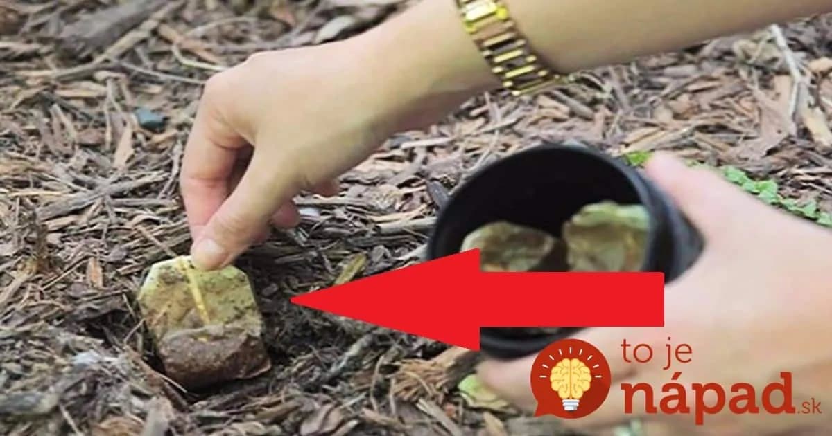 Nevyhadzujte čajové vrecúška. Toto je 10 dôvodov, prečo by ste ich mali zasadiť do zeme