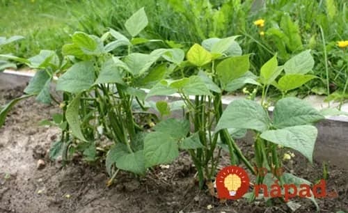 Trik, vďaka ktorému vám fazuľa rýchlejšie vyklíči