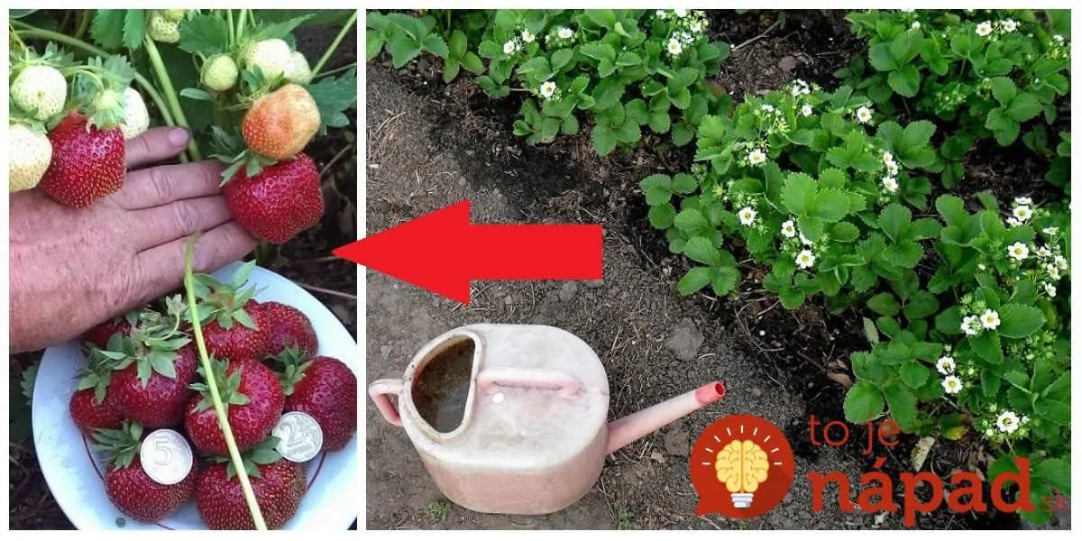 Najlepšie domáce hnojivo pre bohatú úrodu jahôd máte celý čas pod nosom: Žiadnu chémiu už netreba!