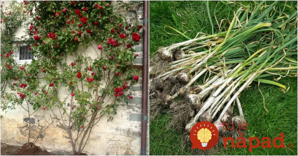 Toto je dôvod, pre ktorý by mal každý pestovateľ vysadiť cesnak hneď vedľa ruží!