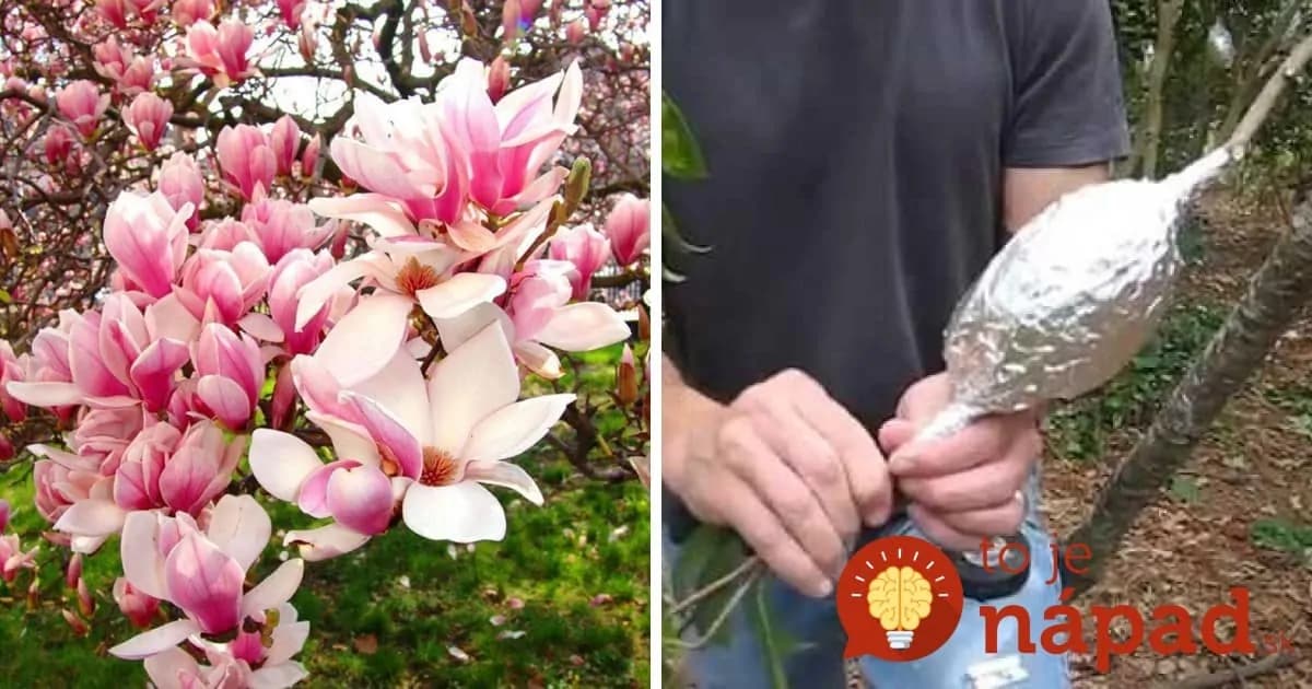 Nekupujte drahú magnóliu: Takto jednoducho si ju môžete rozmnožiť!
