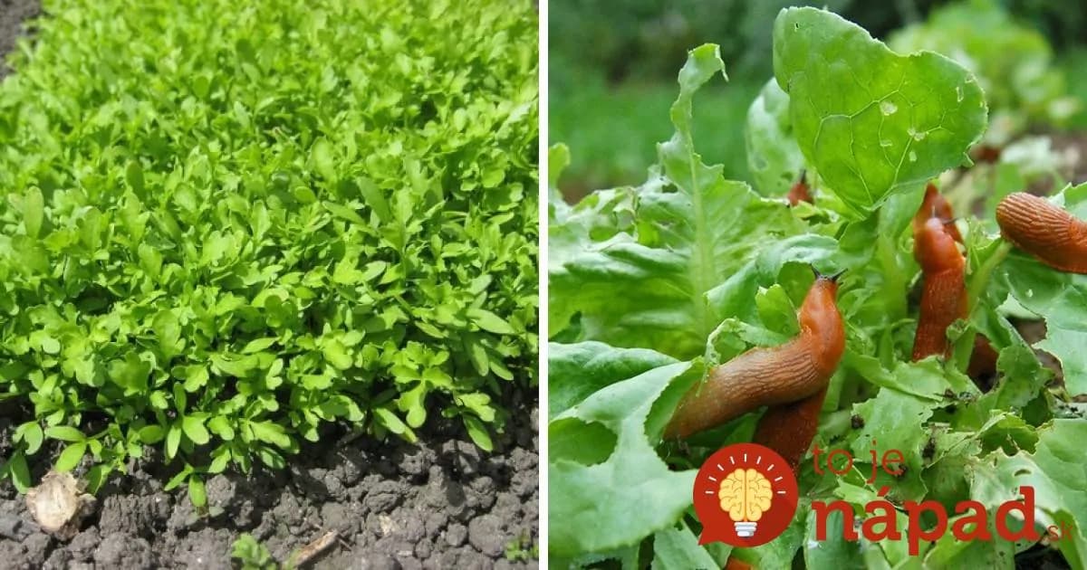 Táto zázračná zelenina by mala byť v každej záhrade: Dokáže ju vypestovať aj dieťa a jej účinky sú neoceniteľné!