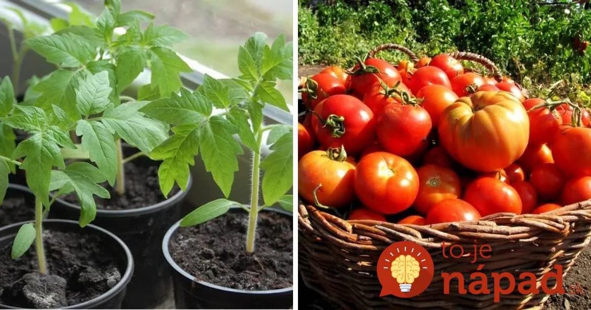 Toto je najrýchlejšia metóda, ako pestovať paradajky a zdvojnásobiť úrodu!