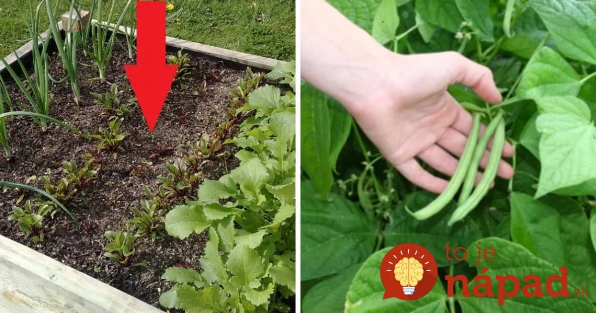 Nie sú dobrými susedmi: Tieto rastliny v záhrade rozhodne nesaďte vedľa seba, navzájom si škodia!