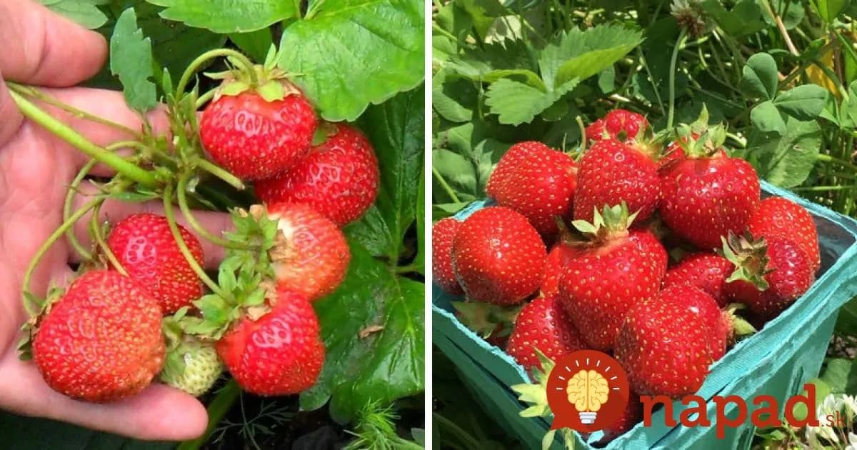 2v1: Toto domáce hnojivo ochráni jahody pred škodcami a zabezpečí vám bohatú úrodu!