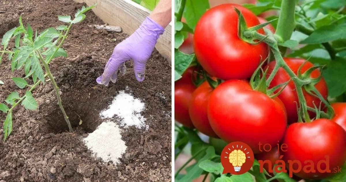 Chcete sladšie paradajky, hustejší trávnik a krajšie ruže? Nasypte do záhrady TÚTO prísadu a postará sa o úžasné výsledky!