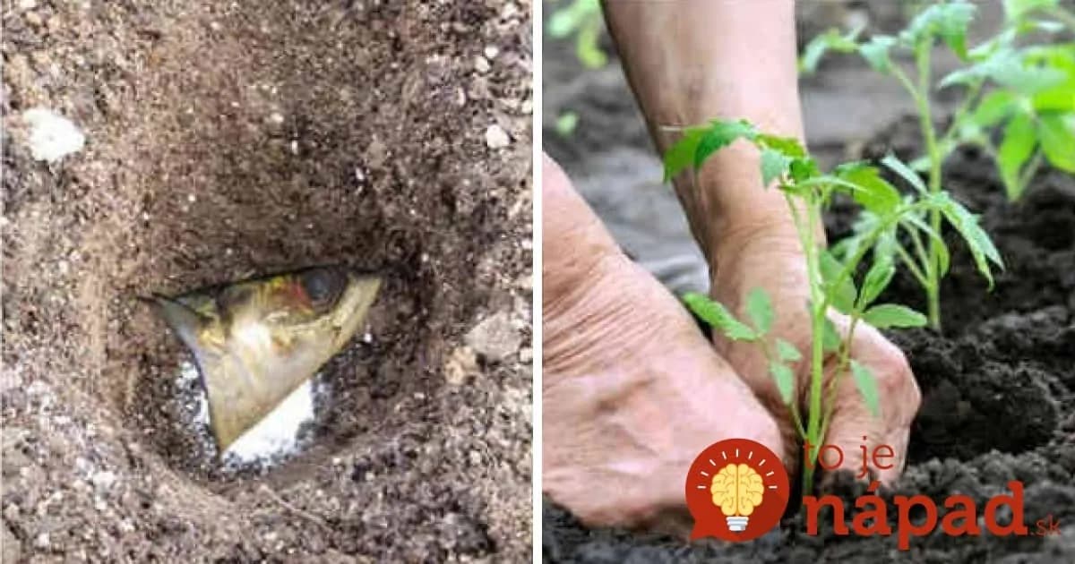 Záhradník prezradil, prečo k sadeniciam paradajok vždy pridáva aj rybie hlavy. Nejde o žiaden rituál, ale o geniálny trik!