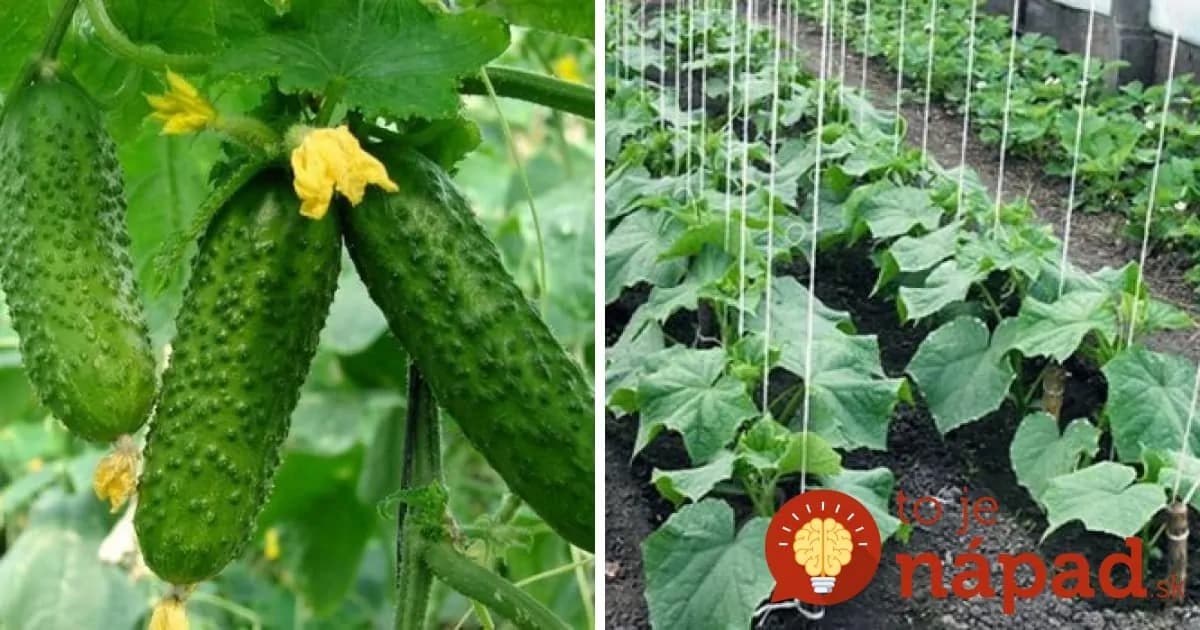 Na Marka uhorka do jarka: 10 cenných rád, s ktorými dopestujete bohatú úrodu a uhorky nezhorknú!