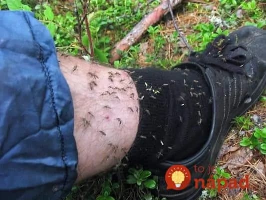 Už si na vás netrúfnu: Jednoduchý spôsob, ako si udržať komáre a muchy ďaleko od tela!