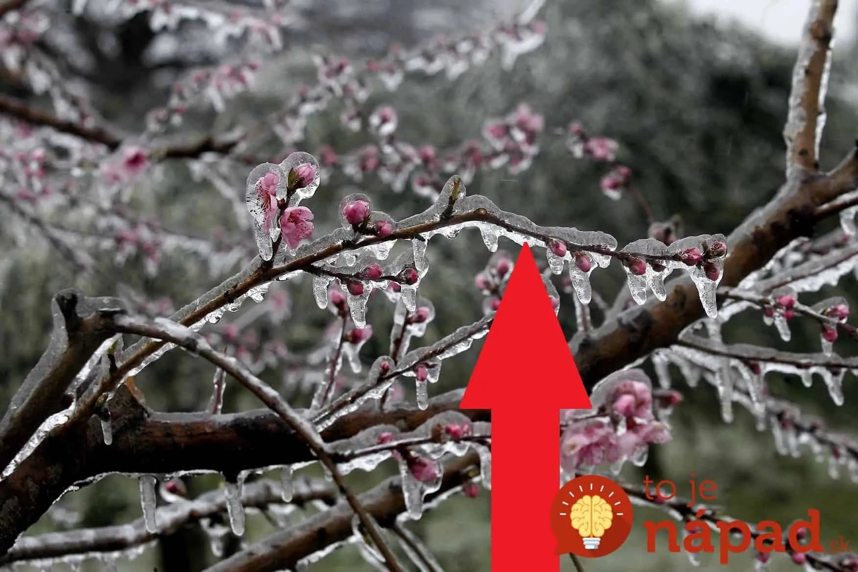 Starodávny trik, ako ochrániť rozkvitnuté stromy pred jarnými mrazmi: Toto radia skúsení záhradkári!