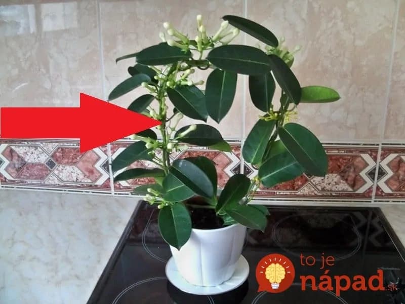 Dajte si do bytu túto rastlinu a na osviežovače vzduchu môžete zabudnúť!
