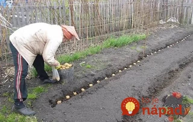 Nesaďte ich len do riadku: Záhradník prezradí cennú radu, ktorá zmení spôsob, akým pestujete zemiaky