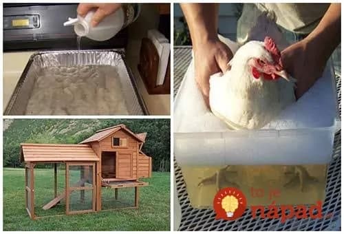 Sliepky a ocot? 8 skvelých dôvodov, prečo by mali byť kamarátmi