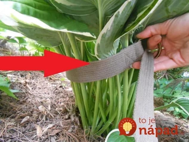 Odteraz budete mať opasok vždy v záhrade poruke: Pozrite sa, na čo ho používa táto záhradkárka!