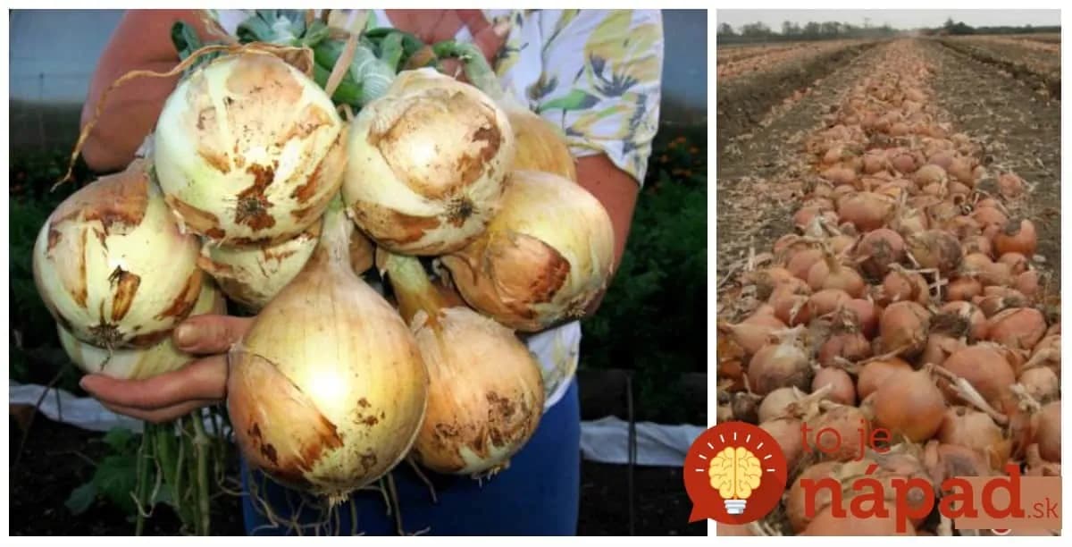 Východná metóda pestovania cibule: 4 kroky, ktoré dostanú vašu úrodu na úplne iný level – väčšia a zdravšia cibuľa!