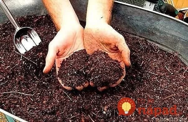 V obchode ho nekúpite a vo vašej záhrade dokáže zázraky: Tajný rodinný recept na zázračné hnojivo, na ktoré nedám dopustiť
