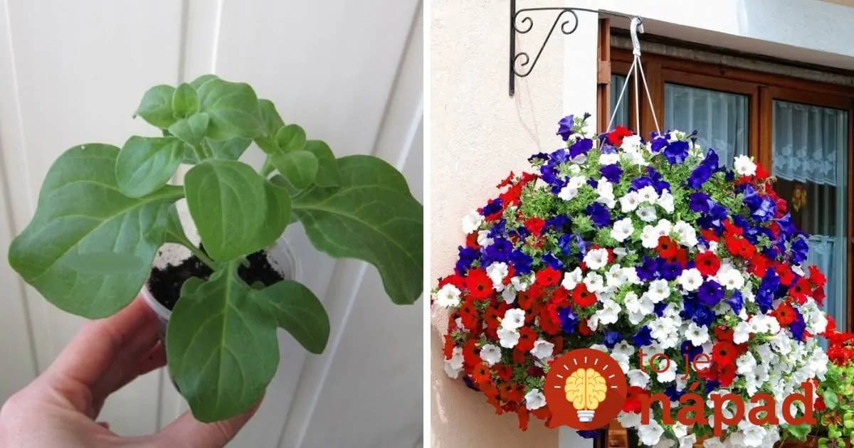 Chcete mať najkrajšie petúnie široko-ďaleko? Urobte s nimi čo najskôr túto vec a začnú rásť ako divé!