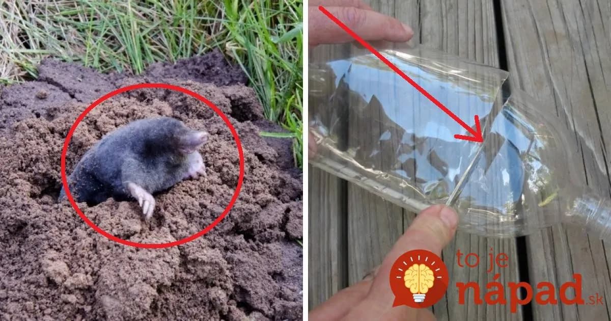 Môj trik, ako vyhnať zo záhrady krtkov: Bez chémie a nestojí to ani cent!