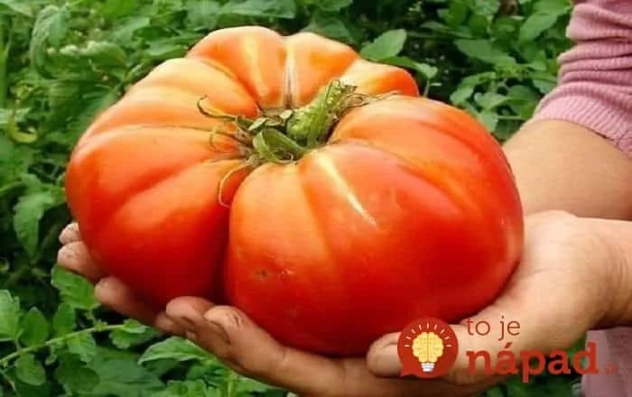 Životabudič pre paradajky: Mne po ňom rastú ako z vody!