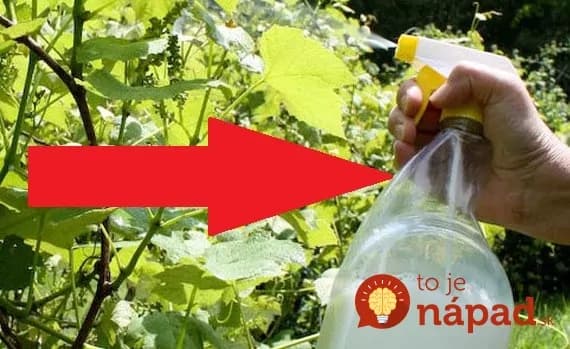 Stačí pár kvapiek a pleseň nemá šancu: Tento jednoduchý domáci postrek funguje rovnako, ako drahé fungicídy!