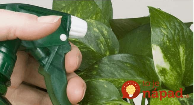 Pridajte jednu lyžičku tohto zázraku ku stonke vašich rastlín a sledujte, čo sa stane!