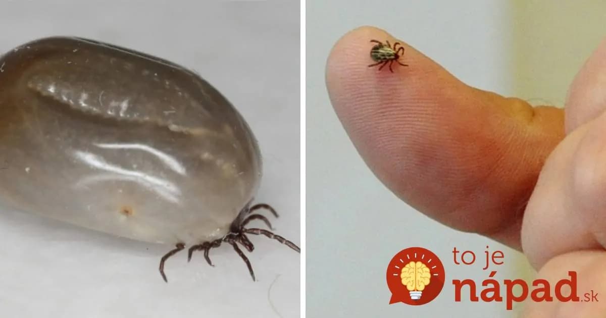 Prešovskí študenti vytvorili repelent proti kliešťom, ktorý ocenili aj vo svete. Ochráni aj vás!