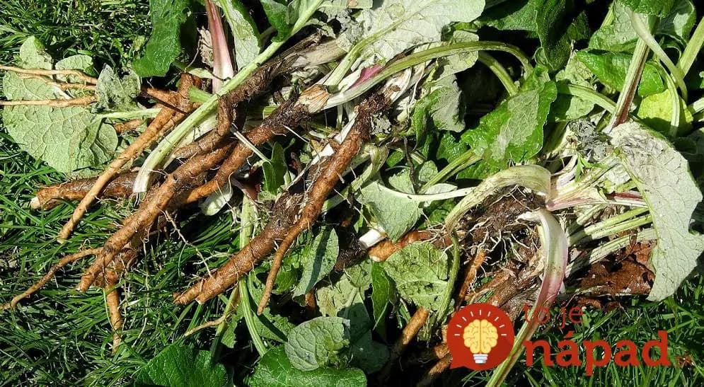 Túto burinu sa nepokúšajte vykynožiť! Ide o hotový poklad pre vaše zdravie aj záhradu