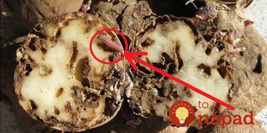 Háďatká vám môžu zlikvidovať úrodu zemiakov či repy: Poznáme starodávny trik, ako ich vyhnať z pôdy!