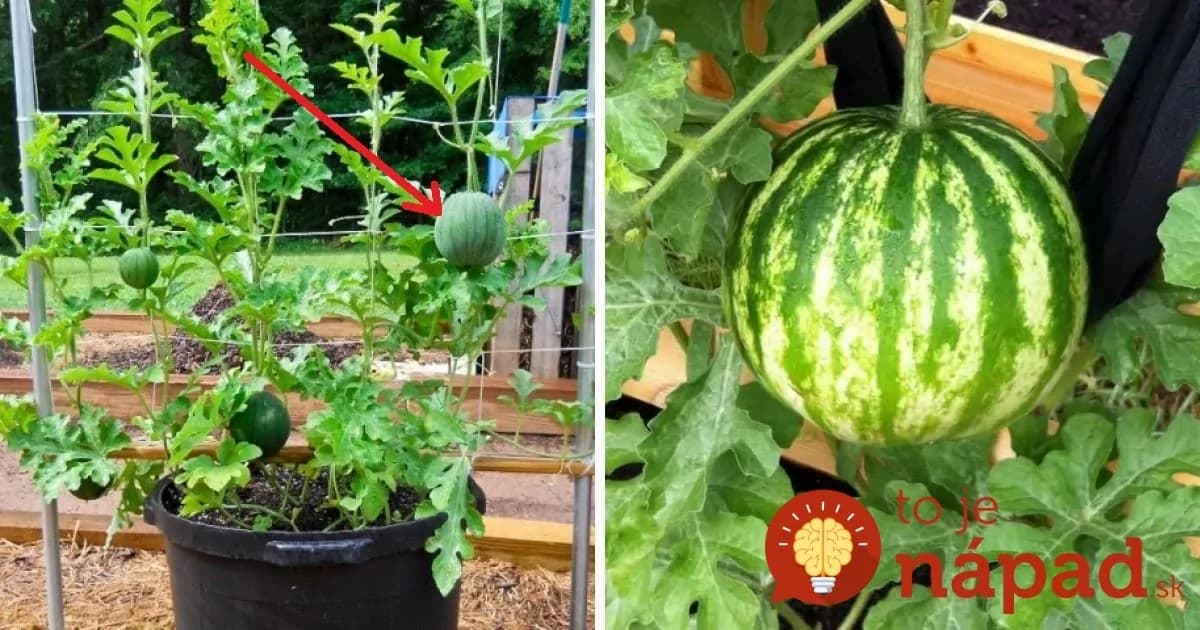Vypestujete si najchutnejšie melóny v kvetináči: Je to jednoduché a nepotrebujete ani záhradu!