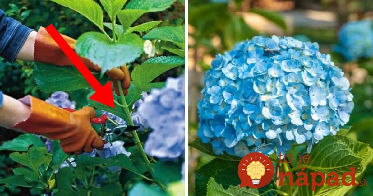 Urobte v júli toto s vašimi hortenziami a o rok sa budete pýšiť najbohatšími kvetmi v okolí