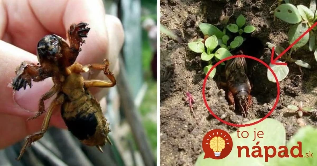 Záhradkárov trápia tento rok viac, ako inokedy: Ak ich uvidíte aj u vás, urobte čo najskôr toto opatrenie a budete mať pokoj!