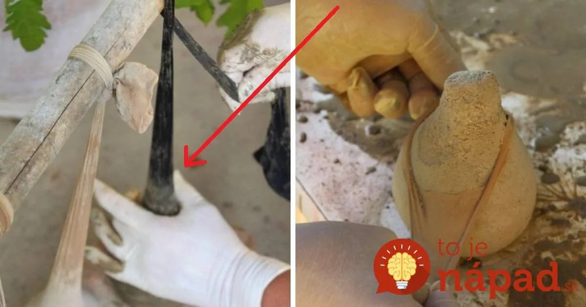 Betónovú zmes naliala do starých pančúch a zavesil na tyč: Keď uvideli výsledok susedia, objednávky sa jej začali len tak hrnúť!