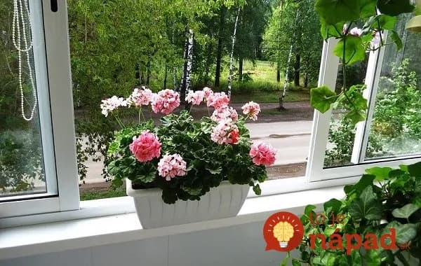 Zmes pre najkrajšie kvety muškátov: Vyskúšala a som už minulý rok a odporúčam každému!