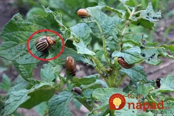 Pochutnáva si na vašich zemiakoch? Záhradkárka radí pridať do záhonov túto vec, pásavka tú vôňu nemôže vystáť!