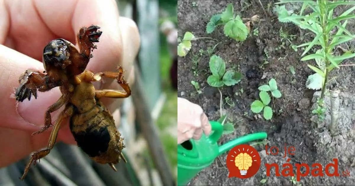 Starý pestovateľ prezradil zvláštny dôvod, prečo mať v záhrade vždy poruke zápalky