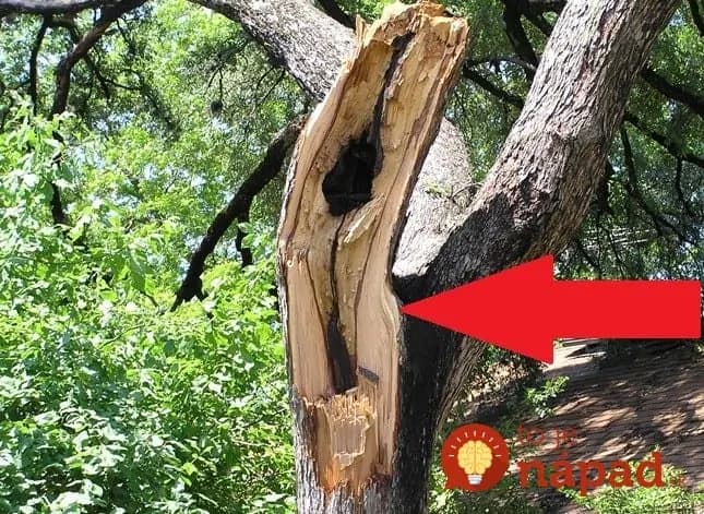 Stačila jediná búrka a strom na záhrade bol zničený: Muž vzal pílu a všetci čakali, že len odprace drevo, on ale urobil niečo úžasné!