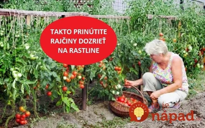 Neveril by som, že tento starý trik funguje, ale mám odskúšané: Keď rajčiny nebudú chcieť dozrievať, spravte rastline „menší šok“ a dozrejú do poslednej!