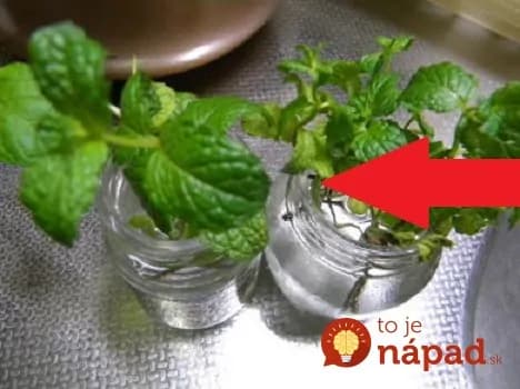 Väčšina ľudí ju trhá len na čaj, no starká ma naučila, že takto je stokrát silnejšie: Zabudnite, čo je nespavosť, opary aj kŕče, tento domáci liek z medovky má úžasnú moc!